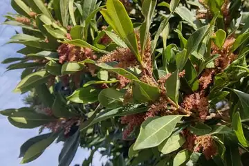 ヤマモモ・阿久和川