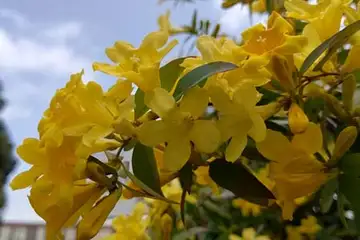 カロライナジャスミン・阿久和川