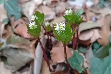ヒトリシズカ・阿久和川