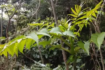 タラノキ・阿久和川