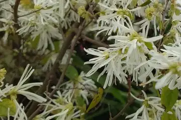 トキワマンサク・鎌倉市大船