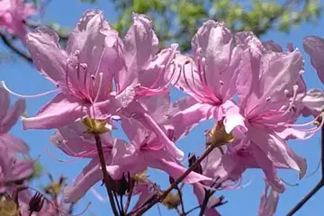 ミツバツツジ・万騎ヶ原公園