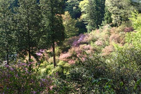 今倉山から刈寄山・ミツバツツジの群生は盛りを過ぎ