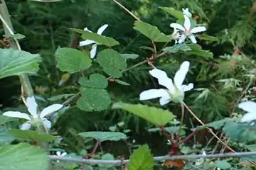 ニガイチゴ・今熊山