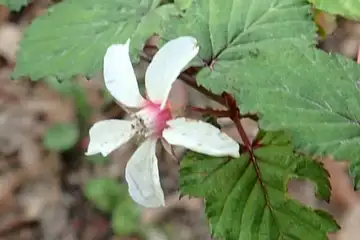 ニガイチゴ・今熊山