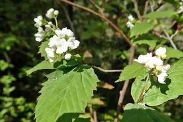 オトコヨウゾメ・今熊山