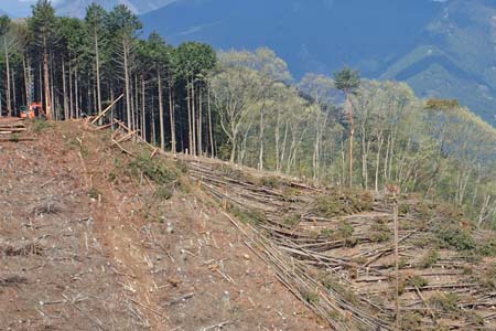 今倉山から刈寄山・ワイヤーロープで木材の吊下ろし