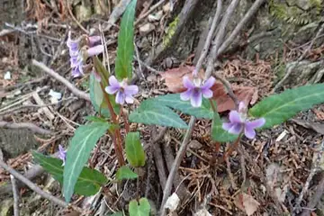 マキノスミレ・今熊山