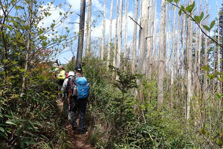 今倉山から刈寄山・緩やかに登ると枯れた木が
