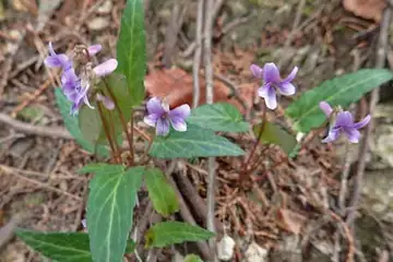 マキノスミレ・今熊山