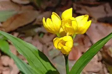 キンラン・阿久和川