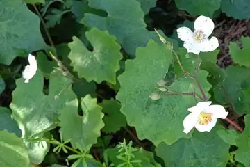 シラユキゲシ・舞岡公園