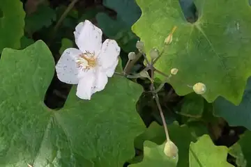 シラユキゲシ・舞岡公園