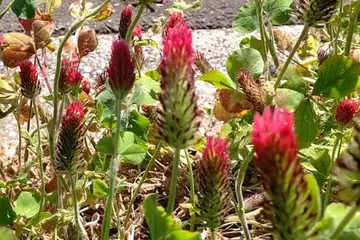 ベニバナツメクサ・舞岡公園