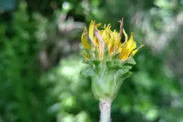 カントウタンポポ・舞岡公園