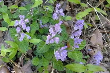 コバノタツナミソウ・横浜自然観察の森