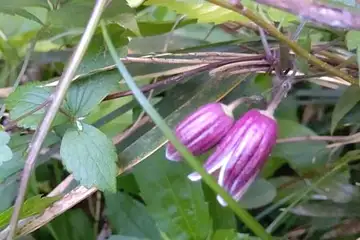 ハンショウヅル・横浜自然観察の森