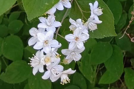マルバウツギ・横浜自然観察の森