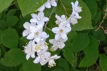 マルバウツギ・横浜自然観察の森
