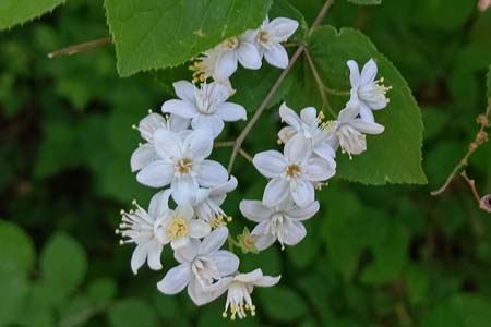 マルバウツギ・横浜自然観察の森