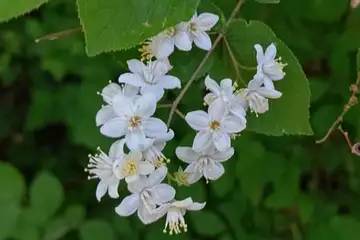 マルバウツギ・横浜自然観察の森