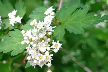 コゴメウツギ・天園