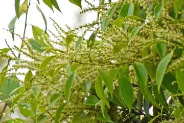 スダジイ・鎌倉中央公園