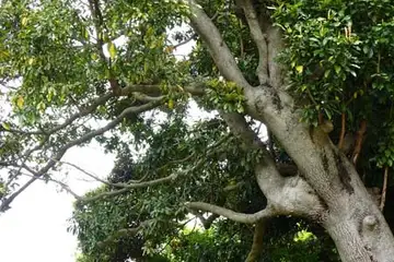 スダジイ・鎌倉中央公園