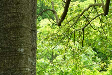 シラカシ・鎌倉中央公園