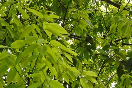 シラカシ・鎌倉中央公園
