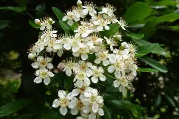 ピラカンサ・鎌倉中央公園