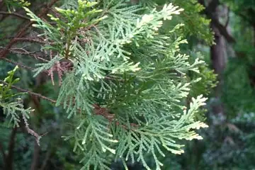 コノテガシワ・鎌倉中央公園