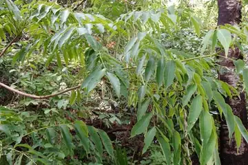 ハゼノキ・鎌倉中央公園