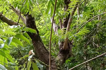 ハゼノキ・鎌倉中央公園