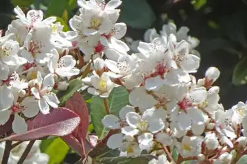 トベラ・笛田公園