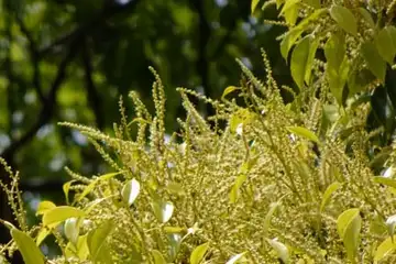 スダジイ・笛田公園