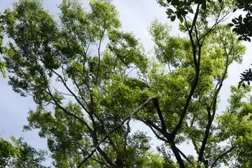 ケヤキ・笛田公園