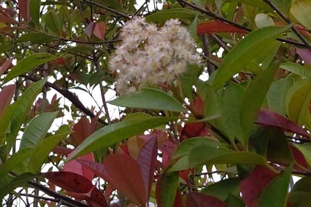 カナメモチ・阿久和川
