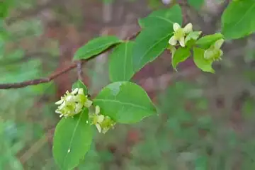 ニシキギ・阿久和川
