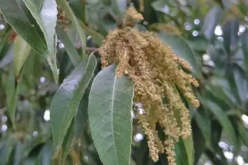 クリ・阿久和川