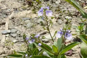 オオカワヂシャ・境川湧水地公園