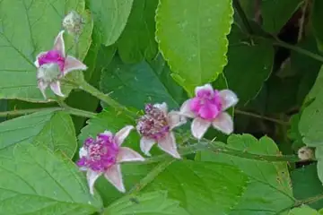 ナワシロイチゴ・境川湧水地公園