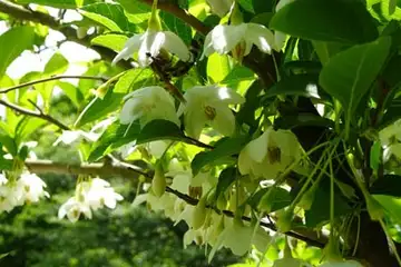 エゴノキ・天王森泉公園