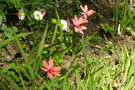 ヒメヒオウギ・天王森泉公園