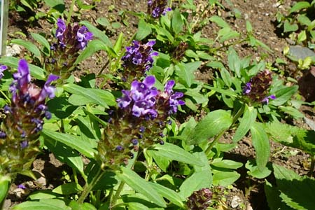 ウツボグサ・天王森泉公園