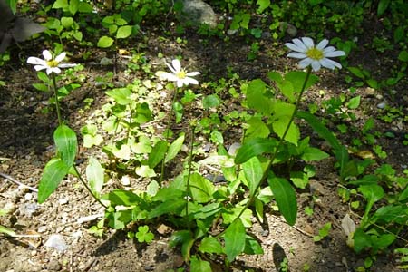 ミヤマヨメナ・天王森泉公園