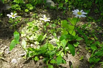 ミヤマヨメナ・天王森泉公園