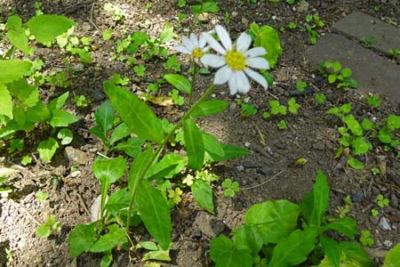 ミヤマヨメナ・天王森泉公園