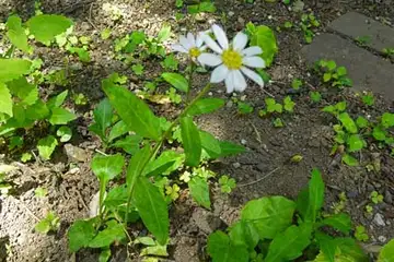 ミヤマヨメナ・天王森泉公園