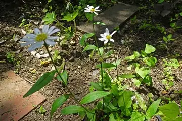ミヤマヨメナ・天王森泉公園